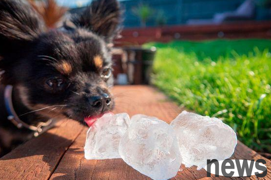 Can a dog eat ice cubes when he is afraid of heat?