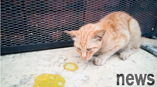 What s wrong with a kitten spitting milk? But you must not ignore it