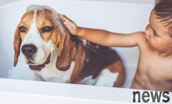 Do you really have pets? These 5 points are very easy to ignore