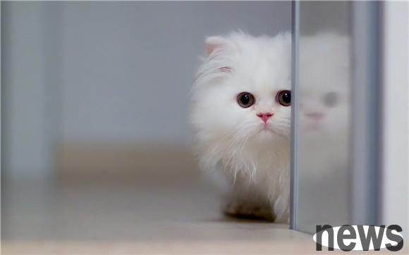 Does your cat lose hair? Lost hair these past few months