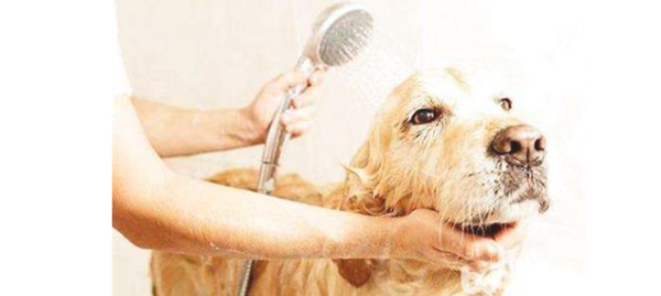 Is dog hair removal related to dog food?