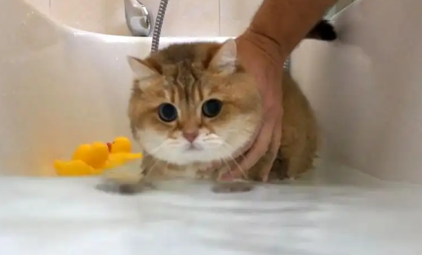 Want to keep a good cat? Things to note when taking a cat’s bath!