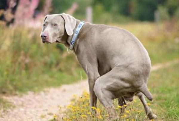 How to solve the problem of dog defecation as hard as stones