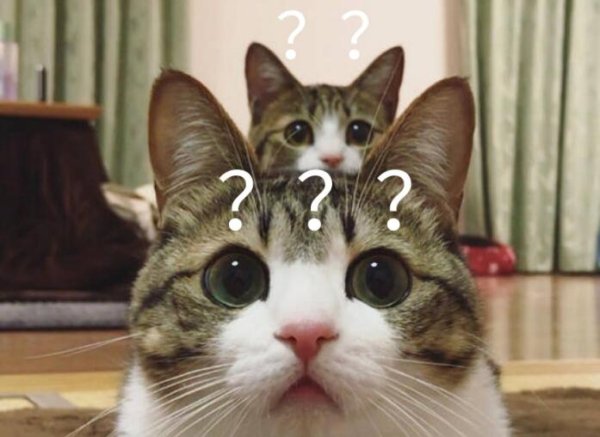 Analysis of cats’ confusing behavior, if you don’t understand it, it will be in vain