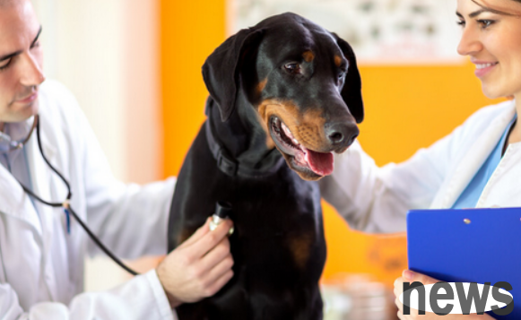 Worrying that the puppy gave up on you? Teach you how to increase your dog s lifespan