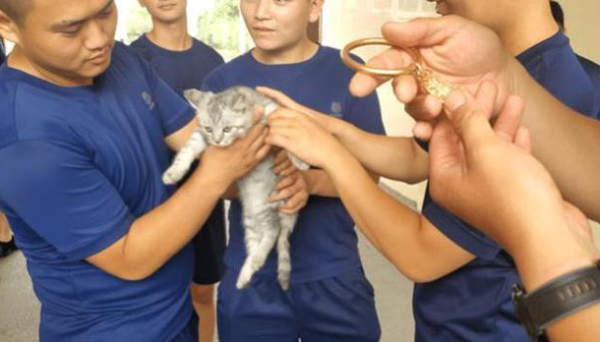 The cat s head was stuck with a bracelet, but the firefighter asked a soul question: Should you protect the cat or bracelet?