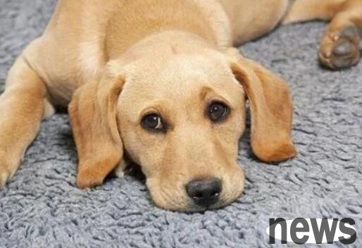 Prevent dogs from recurring fever and colds, owners should also pay attention to this behavior