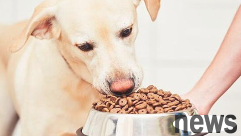 Dogs have soft stools, is it because they have been fed too much?