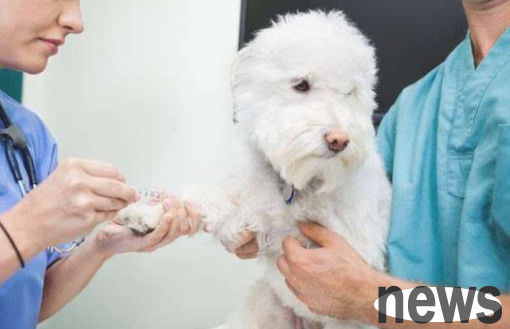Pay more attention to vaccinating dogs, these aspects cannot be ignored, otherwise it will be a waste of time