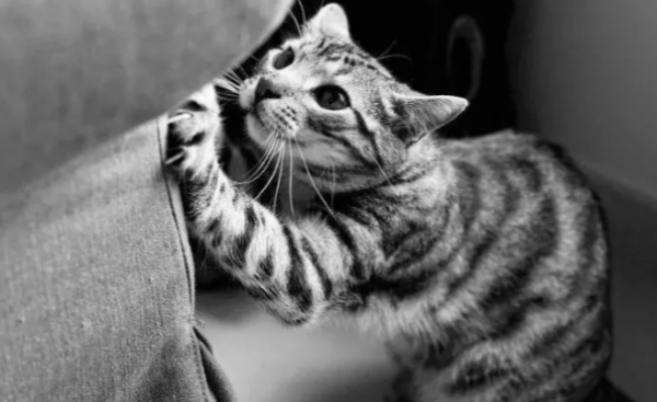 Cats bite people, urinate randomly, grab the sofa...How to completely correct cats’ bad behavior?