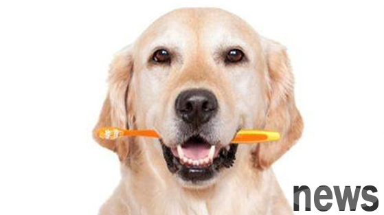 What should I do if my puppy s gums are not good for two months? How to treat it?