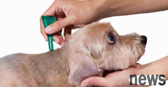 You have won many cat slaves in this kind of big mistake of dog deworming?