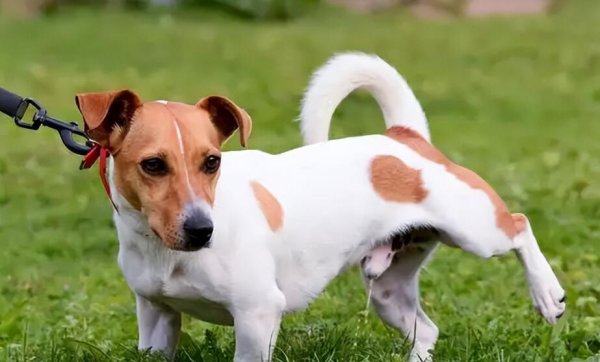 What s wrong with dogs urinating too much? Don t take it seriously
