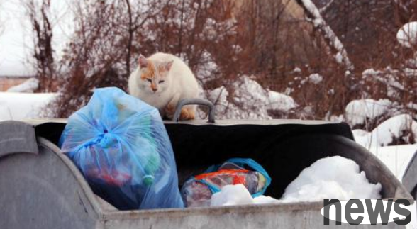 The stray cat is stuck in the canned head and almost died. This is not an isolated case. Pets should pay attention to it.