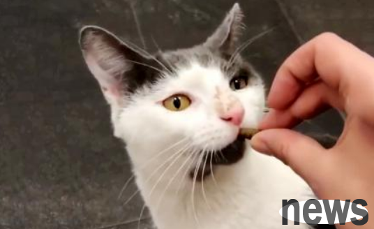 How much can a stray cat change in appearance after being adopted? The effect is comparable to plastic surgery!