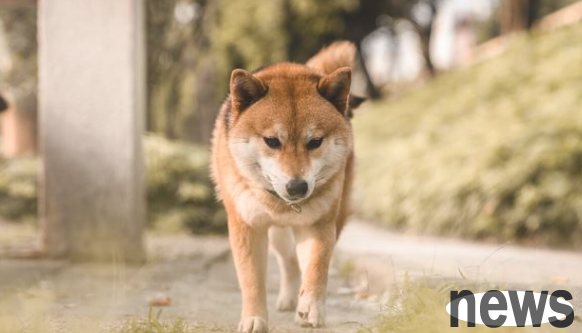 The 5 most offensive dogs, try to get around them as much as possible and hope that there will be no one at home