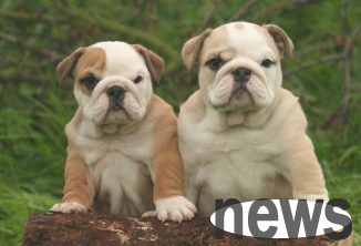 You must take a bath frequently with these five puppies, otherwise a strong odor will appear on your body.