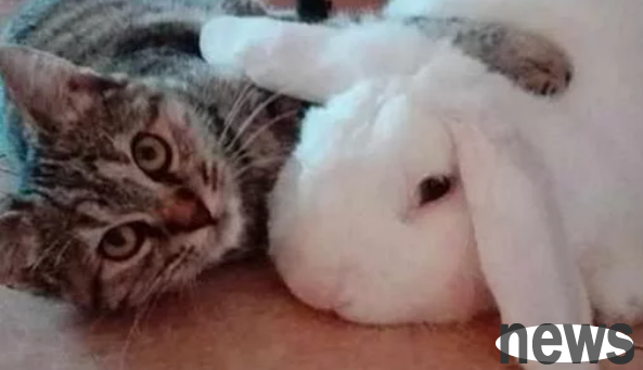 The owner bought a rabbit for the cat to accompany him. The cat pretended to like it very much, but the owner was exposed after leaving.
