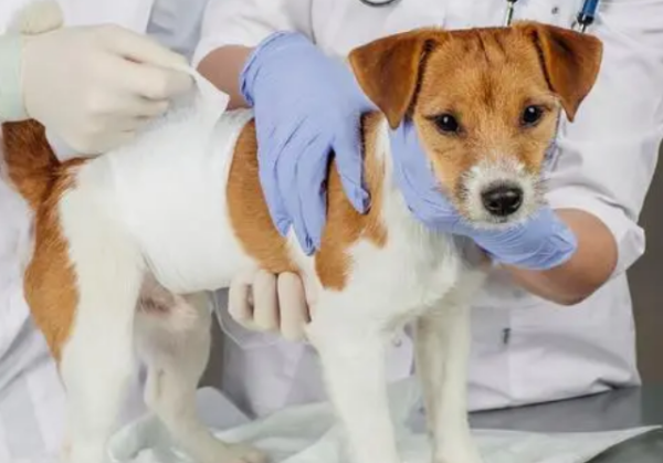 What should dogs do before sterilization?