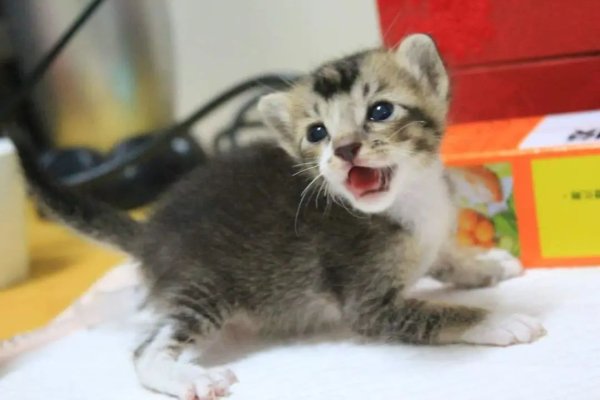 Netizens rescued the kitten that was almost eaten by scum. Unexpectedly, five years later, both netizens and cats...