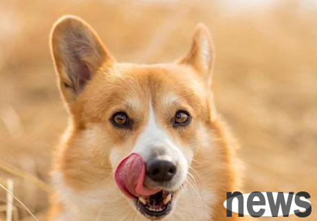 Dogs have different ear postures and different messages. This is what the dog originally meant to prick up his ears!