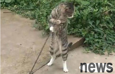 The stray cat kept twisting while holding the rope. Passers-by thought it was funny, and netizens told the reason that it was heartbreaking.