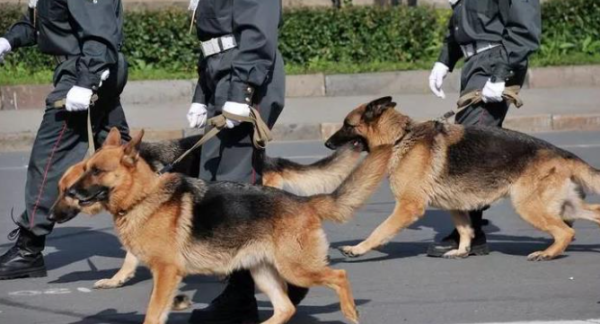 No matter how smart and domineering this kind of dog is, it cannot be a police dog. Does it have a dog at home?