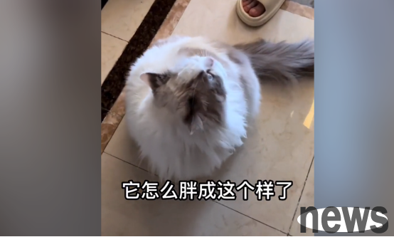 As the Ragdoll Cat in the Meow, I beat me up for a day today