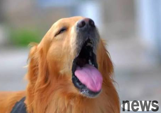 Today s analysis: Why is the dog s tongue purple?