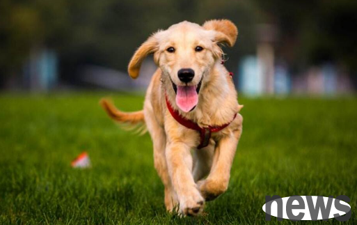 If you don’t want your dog to “short your service life”, the key is these 5 points!