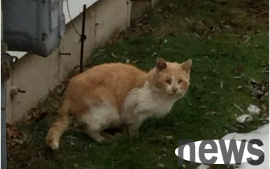 The two old cats were abandoned cruelly and wandered for most of their lives, and were seriously ill. Fortunately...