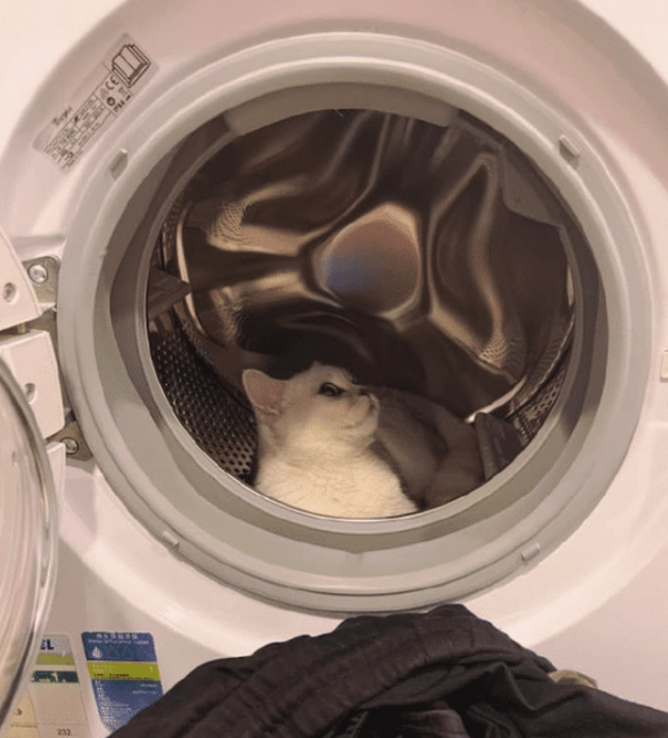 The owner wanted to wash clothes, but the cat got into the washing machine and couldn t come out. The cat said: I have the ability to wash me!