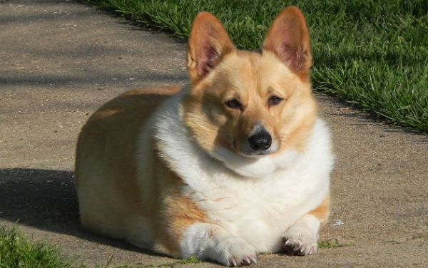 Can dogs be treated with food? What should I do if I protect my dog?