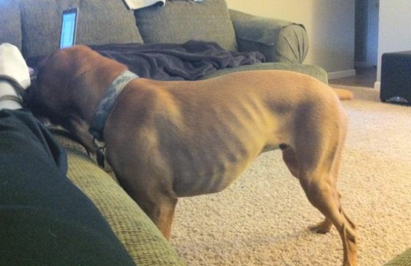 Dogs eat a lot of items every day, but they are still very thin? Maybe it s these 4 reasons!