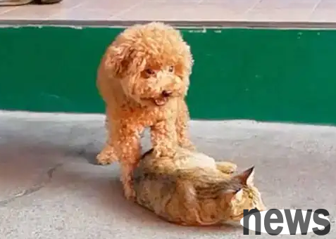 Teddy was raised by a cat and thought she was a cat