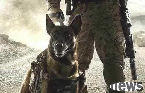Four kinds of domineering dogs, the cool and handsome dogs are the best match for boys!
