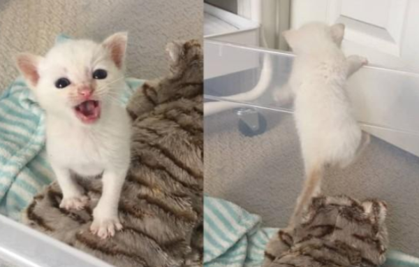 A kitten is not only eating but not moving, but living with an ADHD kitten is a nightmare at the beginning!