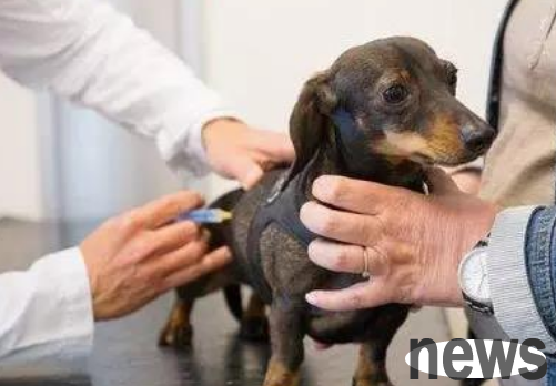 When will the dog be vaccinated