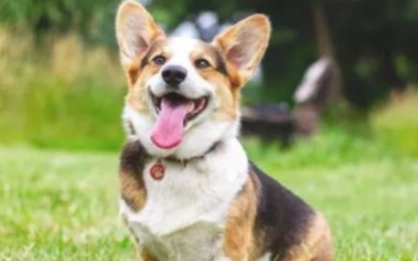 Dog raising methods are related to personality