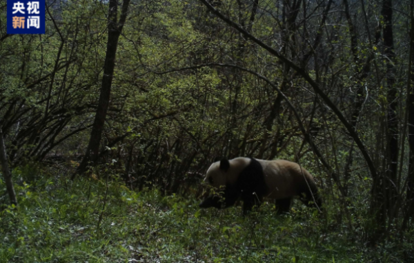 Zhouzhi, Shaanxi: Wild giant pandas were photographed for the first time at the monitoring point more than 300 meters away from the human activity area