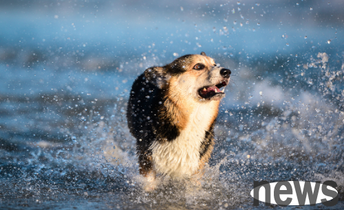 It is easier for dogs with high IQ to ensure these three things?