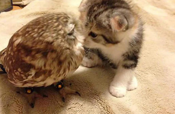 Putting the owl and the cat together, and when I went to see it, I felt like I was on the wrong set: It s quite a match