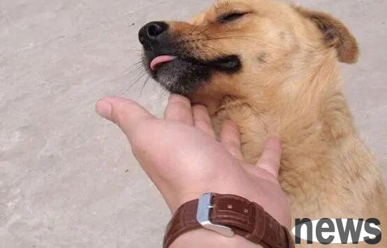 All of this makes you touch the dog, showing that this is true love!