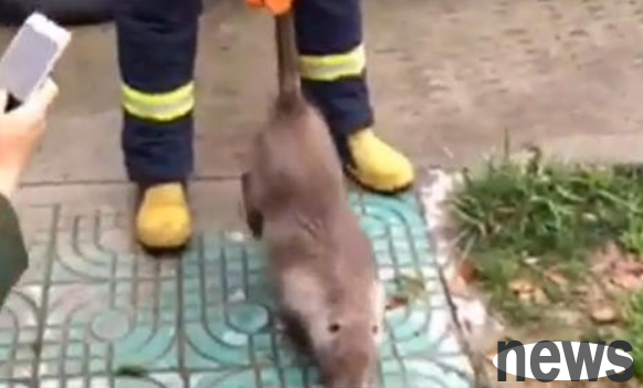 The man caught an unknown giant rat, which was bigger than a cat