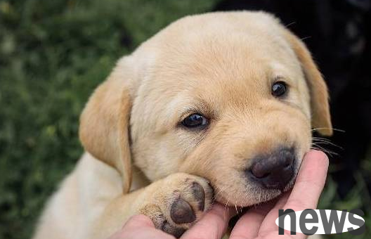 These dogs are most suitable for exercise together, and can be used as running companions or bodyguards!
