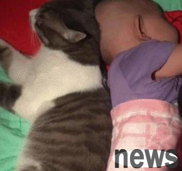 The kitten slept with the little master and woke up when he heard a sound: shush, lightly, don t wake up the baby