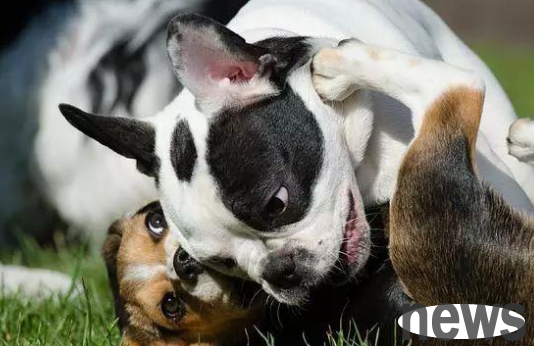 Why do dogs have different opinions? Come and find out