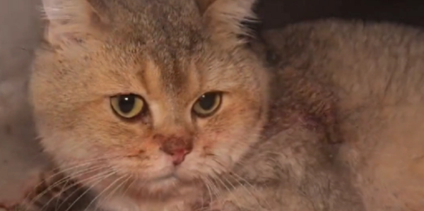 The limbs were broken, and the cat was suspected of hiding into the garage after falling from the building, struggling and climbing into the air box