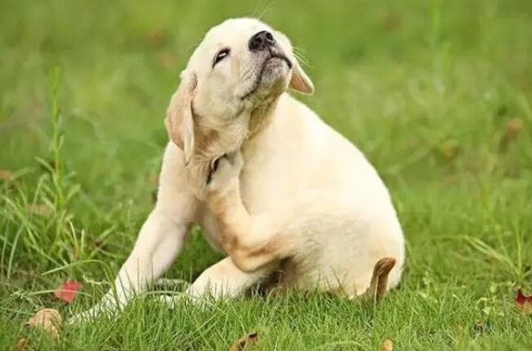 During the spring outing season in March, you must know 8 common questions about taking dogs to travel in advance!