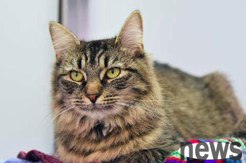 The cat suffered from AIDS and no adopter came to attend the birthday party, and the staff were very frustrated